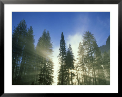 Lightbeams Streaming Through Pine Trees At Sunrise, Yosemite National Park, Ca by Adam Jones Pricing Limited Edition Print image
