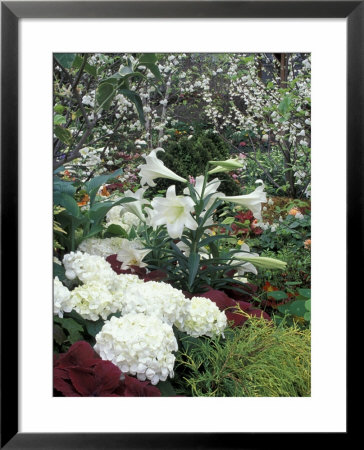 Easter Lilies And Hydrangea Flowers by Adam Jones Pricing Limited Edition Print image
