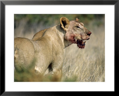 African Lion, Female Covered In Blood From Kill, Kenya by Steve Turner Pricing Limited Edition Print image