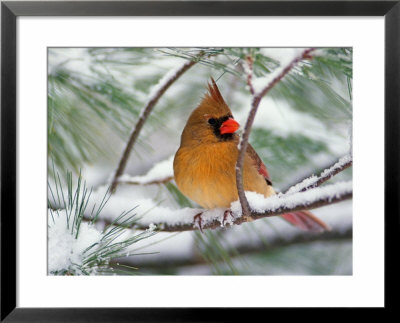 Female Northern Cardinal In Snowy Pine Tree by Adam Jones Pricing Limited Edition Print image