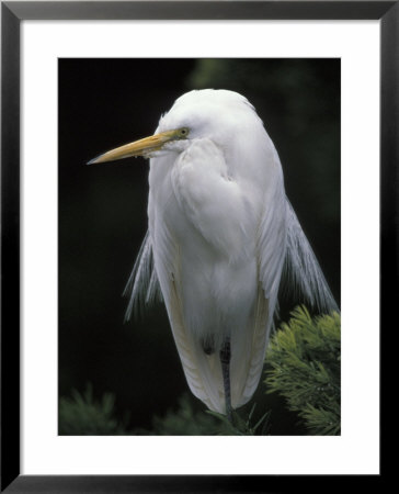 Great Egret by Adam Jones Pricing Limited Edition Print image