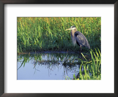 Great Blue Heron In Taylor Slough, Everglades, Florida, Usa by Adam Jones Pricing Limited Edition Print image