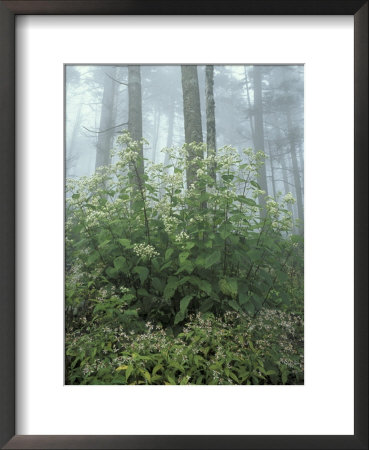Snakeroot And Asters, Great Smoky Mountains National Park, Tennessee, Usa by Adam Jones Pricing Limited Edition Print image