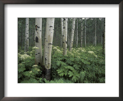 Cow Parsnip In Aspen Grove, White River National Forest, Colorado, Usa by Adam Jones Pricing Limited Edition Print image
