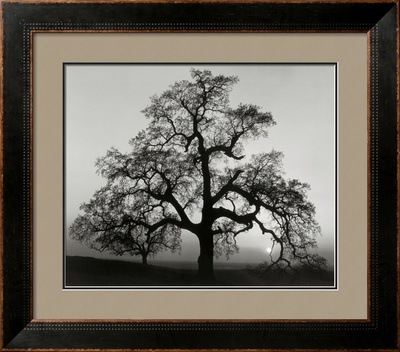 Oak Tree, Sunset City, California, 1932 by Ansel Adams Pricing Limited Edition Print image