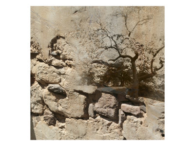 Rock & Tree I by Miguel Paredes Pricing Limited Edition Print image