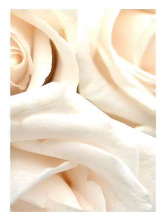 Silk Rose I by Miguel Paredes Pricing Limited Edition Print image