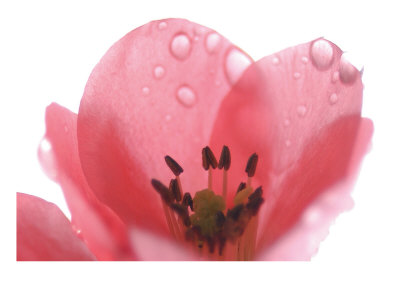 Pink Drops by Miguel Paredes Pricing Limited Edition Print image