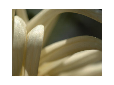Plant Close Up Ii by Miguel Paredes Pricing Limited Edition Print image