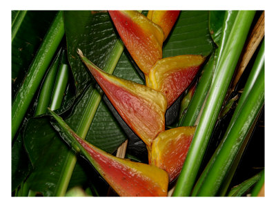 Heliconia I by Miguel Paredes Pricing Limited Edition Print image
