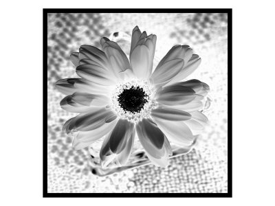 Bw Flower Xi by Miguel Paredes Pricing Limited Edition Print image