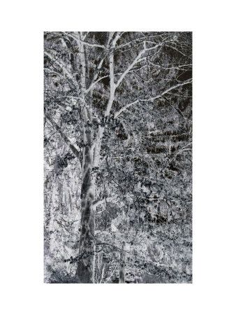 Platinum Trees I by Miguel Paredes Pricing Limited Edition Print image