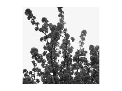 Abstract Trees Xxv by Miguel Paredes Pricing Limited Edition Print image