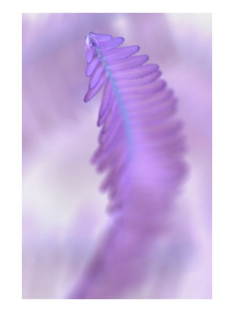 Fern Tip Iii by Miguel Paredes Pricing Limited Edition Print image