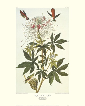 Ruff-Necked Hummingbird by John James Audubon Pricing Limited Edition Print image