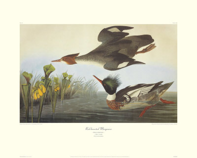 Red-Breasted Merganser by John James Audubon Pricing Limited Edition Print image