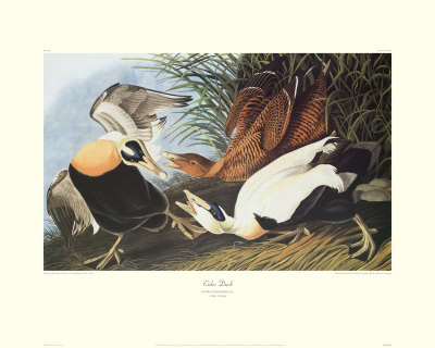 Eider Duck by John James Audubon Pricing Limited Edition Print image