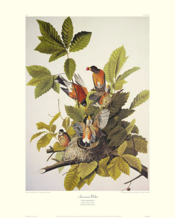 American Robin by John James Audubon Pricing Limited Edition Print image