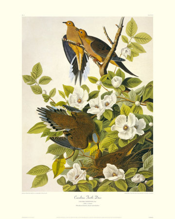 Carolina Turtle Dove by John James Audubon Pricing Limited Edition Print image