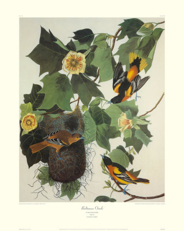 Baltimore Oriole by John James Audubon Pricing Limited Edition Print image