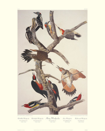 Hairy Woodpecker by John James Audubon Pricing Limited Edition Print image