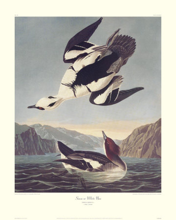 Smew Or White Nun by John James Audubon Pricing Limited Edition Print image