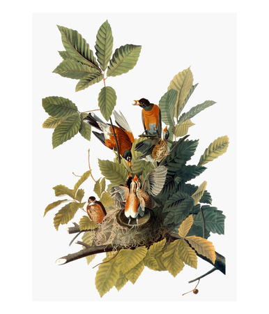 Audubon: Robin by John James Audubon Pricing Limited Edition Print image