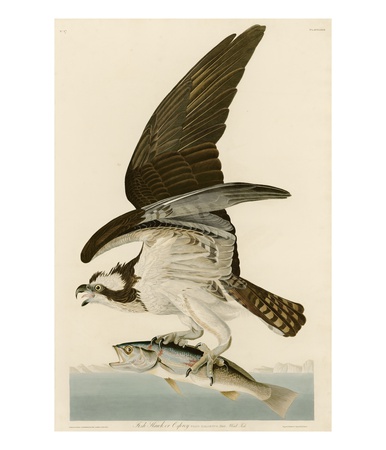 Fish Hawk Or Osprey by John James Audubon Pricing Limited Edition Print image