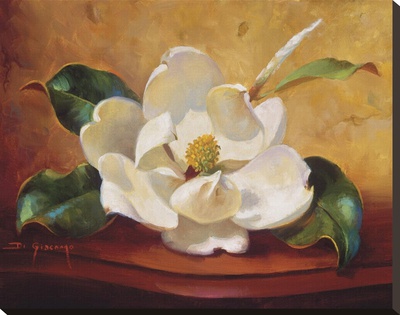 Magnolia Glow I by Fran Di Giacomo Pricing Limited Edition Print image