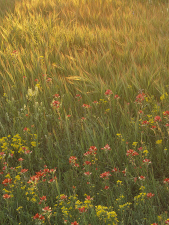 Paintbrush, Low Bladderpod And Grass, Texas Hill Country, Usa by Adam Jones Pricing Limited Edition Print image