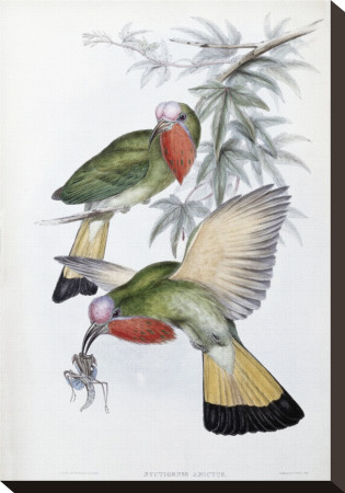 Red-Throated Nyctiornis by John Gould Pricing Limited Edition Print image