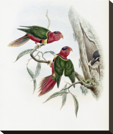 Duchess Of Connaught's Parakeet by John Gould Pricing Limited Edition Print image