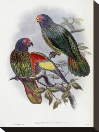 Red-Fronted Lory by John Gould Pricing Limited Edition Print image