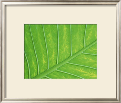Verdant Form Iii by Adam Jones Pricing Limited Edition Print image