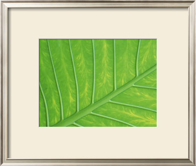 Verdant Form Iii by Adam Jones Pricing Limited Edition Print image