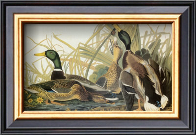 Mallard Duck by John James Audubon Pricing Limited Edition Print image