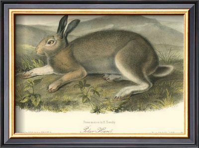 Polar Hare by John James Audubon Pricing Limited Edition Print image
