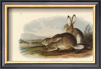 Rocky Mountain Hare by John James Audubon Pricing Limited Edition Print image