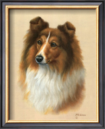 Sheltie by Judy Gibson Pricing Limited Edition Print image