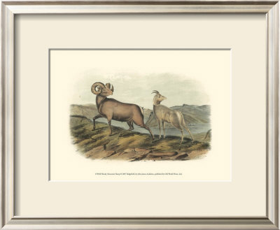 Rocky Mountain Sheep by John James Audubon Pricing Limited Edition Print image