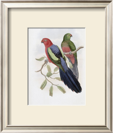 Yellow-Winged King Parrot by John Gould Pricing Limited Edition Print image
