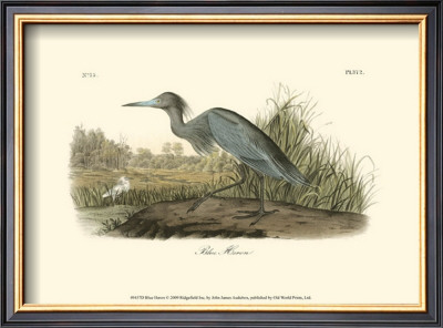 Blue Heron by John James Audubon Pricing Limited Edition Print image