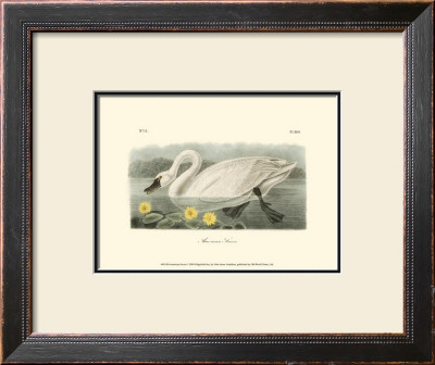 American Swan by John James Audubon Pricing Limited Edition Print image