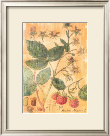 Rubus Jdaeus by Thea Schrack Pricing Limited Edition Print image