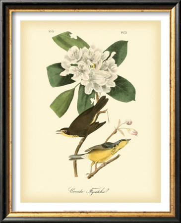 Canada Flycatcher by John James Audubon Pricing Limited Edition Print image