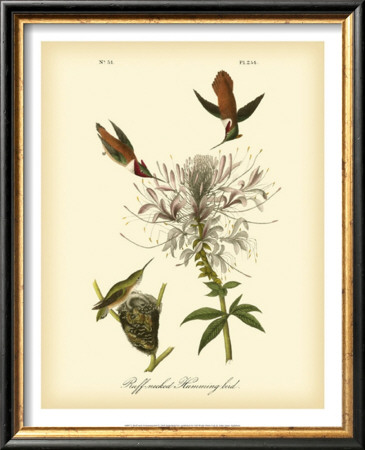 Ruff-Neck Hummingbird by John James Audubon Pricing Limited Edition Print image