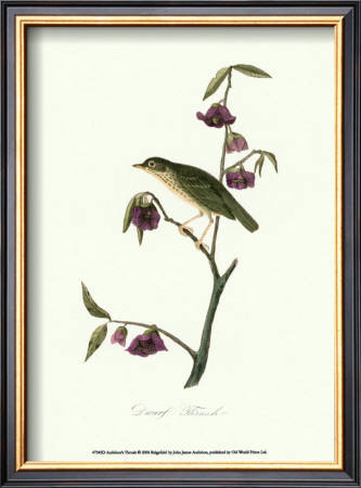 Thrush by John James Audubon Pricing Limited Edition Print image