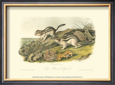 Marmot Squirrel by John James Audubon Pricing Limited Edition Print image