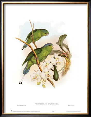 Prioniturus Spatuliger by John Gould Pricing Limited Edition Print image