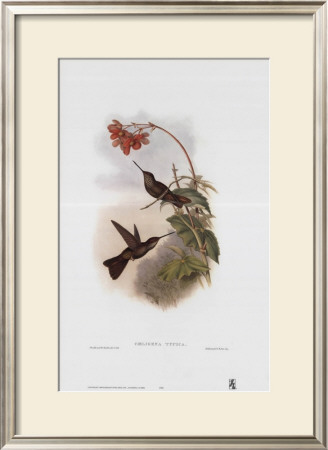 Coeligena Typica, Hummingbirds by John Gould Pricing Limited Edition Print image